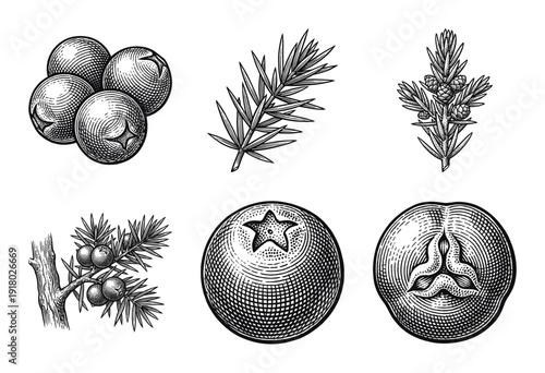 Juniper berry botanical collection featuring hand drawn engraving style illustrations of branches needles and fruit