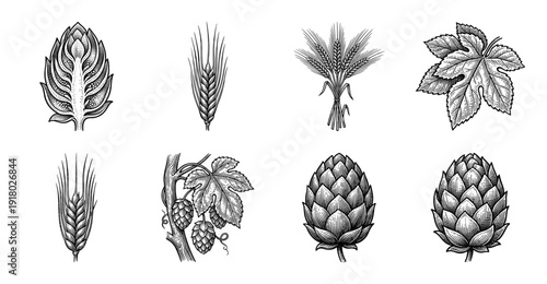 Vintage woodcut style collection of beer brewing ingredients featuring hops cones barley stalks and leaves