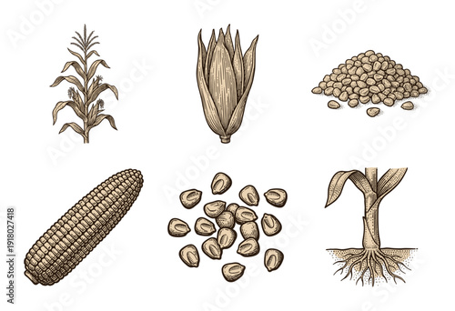 Vintage corn agricultural illustration set featuring stalks, ears, kernels, and root systems in a detailed woodcut engraving style.