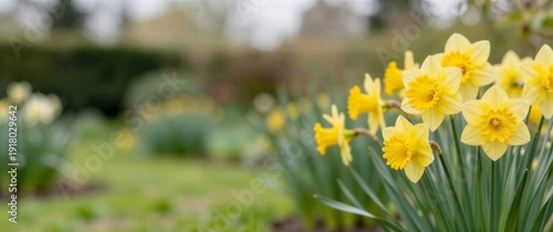 Yellow daffodils in spring garden. Seasonal blossom flower. Bright natural spring plant holiday greeting card background.
