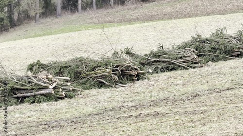 cut down trees, trunks and branches in forest