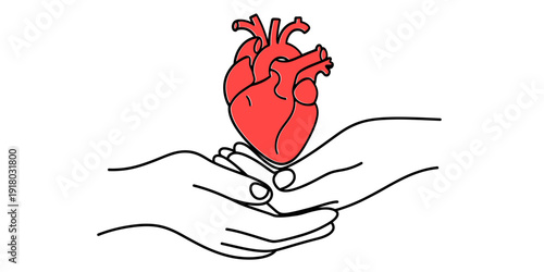 Simple illustration of a pair of hands holding a red anatomical heart on white background Vector, illustration