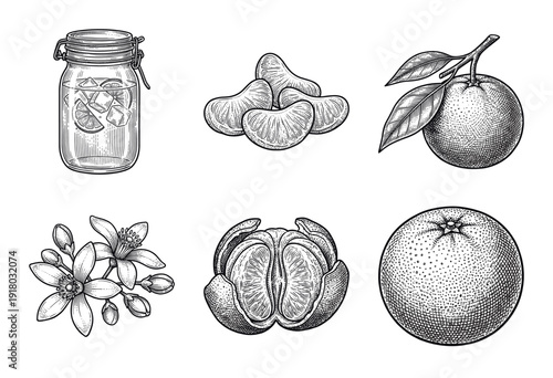 Citrus fruit collection featuring tangerine slices, whole orange with leaves, blossoms, and refreshing infused water jar in vintage engraved woodcut style.