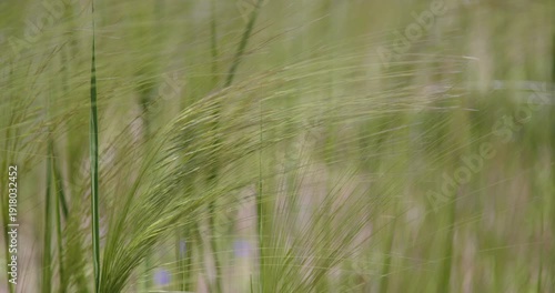West Australian bushland