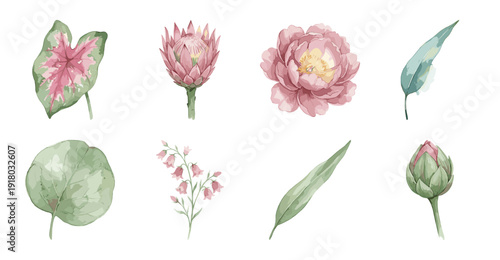 Watercolor Botanical Floral Set with Protea and Peony