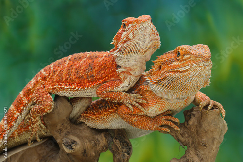 Two orange bearded dragons perch on a branch, looking alert with spiky scales and intense eyes against a soft green background. Truly stunning reptiles, 18 February 2026 Indonesia