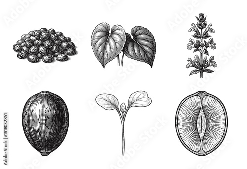 Collection of botanical illustrations featuring seeds, leaves, and flowers in a vintage woodcut engraving style.