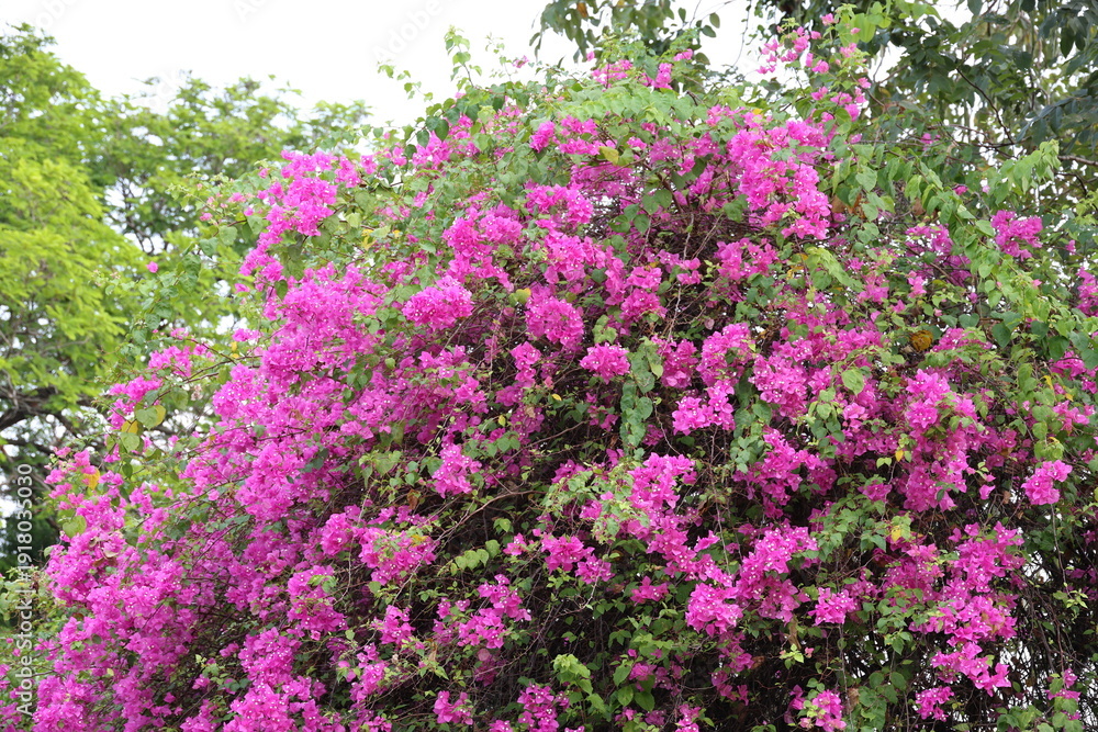 Obraz premium Bougainvillea or Paper flower has pink (Petals are paper-thin). Dark pink flowers blooming on stem. The bracts are heart-shaped.The bracts are often mistaken for flowers and white flower is stamens