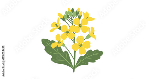 A simple and beautiful illustration of a blooming rapeseed or canola plant with bright yellow flowers and green leaves.