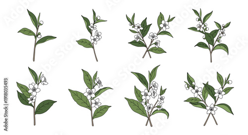 A beautiful set of eight hand-drawn tea plant branches, Camellia sinensis, with delicate white flowers and green leaves.