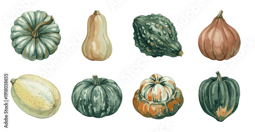 Set of Autumn Pumpkin and Squash Variety Vector Illustrations