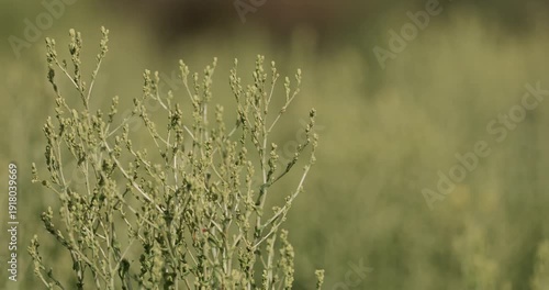 Garden orache (Atriplex hortensis) ripening in autumn on eco farm bed, seed-laden branches ready for harvest. Natural seasoning and food additive plant, organic agriculture concept.