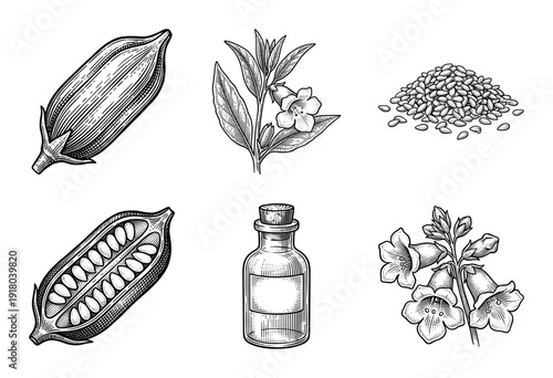 Botanical set of sesame plant elements featuring seed pods, flowers, seeds, and oil bottle in vintage woodcut engraving style.