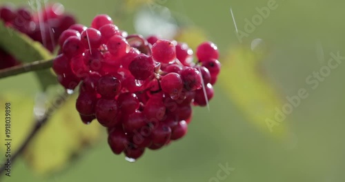 Ripe red viburnum berries on branch with raindrops falling in garden. Natural medicinal fruit, healthy food concept, organic farming, antioxidant rich berries and folk medicine. Medicinal plants 