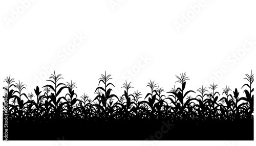 A black corn field. Maize field silhouette design vector illustration