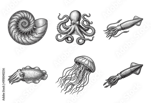 Vintage marine life collection featuring engraved illustrations of nautilus shell octopus squid cuttlefish and jellyfish on a plain white background.