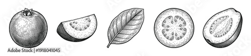 Vintage botanical engraving of whole and sliced guava fruit with leaf in a hand drawn woodcut style.
