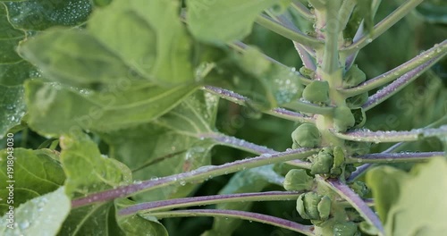 Close-up leaf with morning dew drops on plant tips, fresh greenery in garden and farm beds. Vegetables growing outdoors and in greenhouses, natural cultivation and healthy food concept.