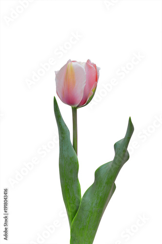 Single pink tulip, isolated design element in png format