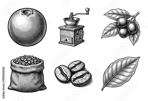 Vintage woodcut style coffee production collection featuring botanical illustrations of beans cherries burlap sack and manual grinder