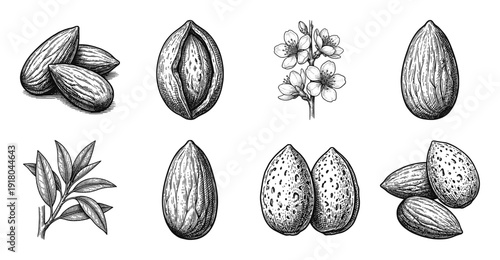 Vintage woodcut almond collection featuring botanical sketches of blossoms leaves whole nuts in shells and kernels in a classic black and white line art style.