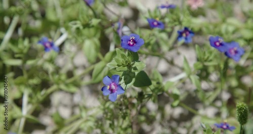 West Australian bushland