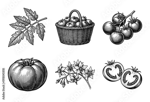 Vintage tomato botanical illustration collection featuring engraved sketches of whole fruit, sliced halves, vines, blossoms, leaves, and a wicker harvest basket.