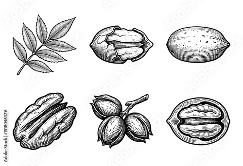 Vintage engraving style illustration of pecan nuts featuring whole shells, cracked husks, shelled kernels, and pinnate leaves in a monochrome hand-drawn set.