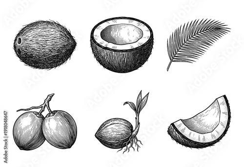 A collection of coconut botanical illustrations featuring whole fruit, halves, slices, a sprouting seed, palm leaves, and a cluster in a hand-drawn vintage engraving style.