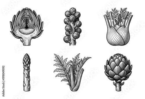 Set of vintage engraved illustrations featuring various green vegetables including artichoke, asparagus, brussels sprouts, fennel, and cardoon