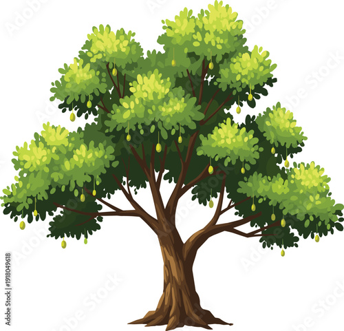 Large green tree with thick trunk and numerous leaves and fruits