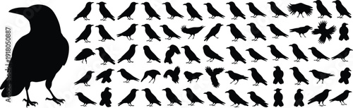 Crow silhouette collection, flying crow poses, standing crow illustration, bird motion study, black crow artwork, crow flock silhouettes, crow behavior art