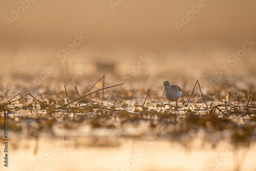 Fotografija Common Greenshank foraging in a golden wetland at sunset.