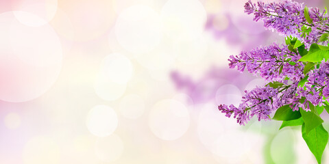 Papier peint photo Établissements de soins Branches de lilas en floraison printanière  © 151115