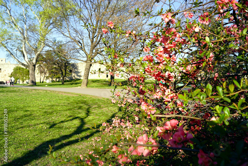 Schilderij op canvas Flowering Japanese quince shrub in open park landscape