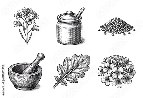 Mustard plant and condiment collection in vintage engraved woodcut style featuring seeds flowers leaf and mortar and pestle