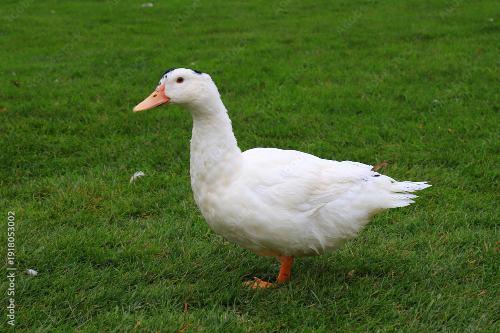 Obraz premium Peking white ducks walk on green lawn i