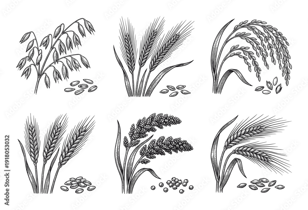 Obraz premium Collection of cereal grain plants including wheat oats barley and millet in vintage hand drawn woodcut style