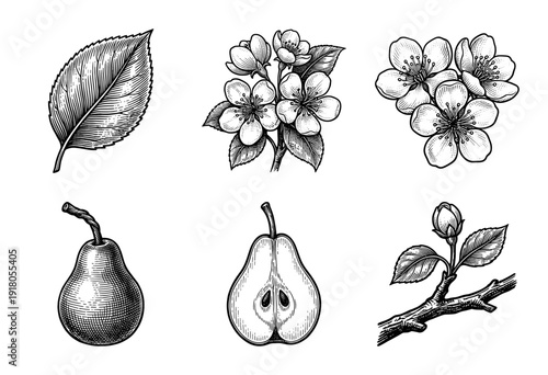 Botanical illustration set of pear fruit and blossoms featuring hand drawn woodcut style engravings of leaves branches and seeds