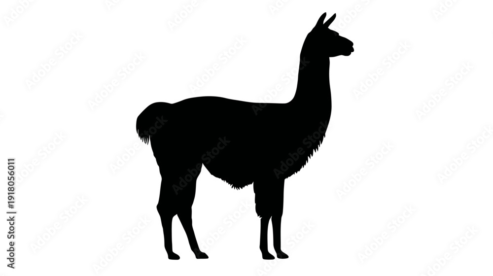 Fototapeta premium A black silhouette of a llama standing, facing left, against a white background