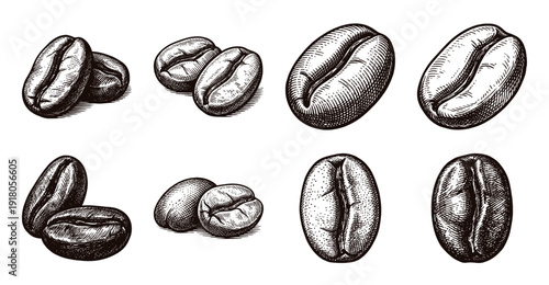 Vintage hand drawn coffee bean collection featuring detailed monochrome woodcut and etching style illustrations on a white background.