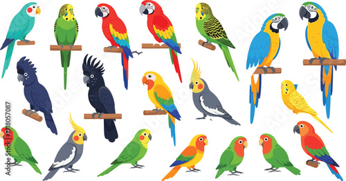 Colorful parrot bird character set vector illustration isolated on white background