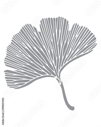 Ginkgo leaf outline