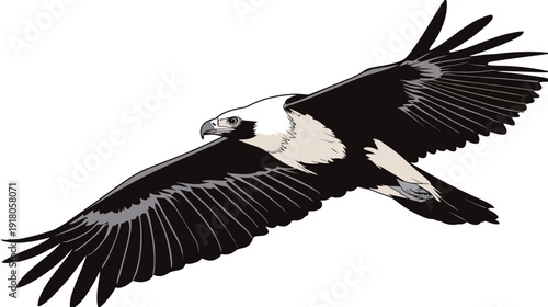 A stylized illustration of a bird in flight, with detailed wings outstretched and a clear background