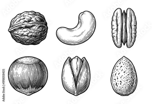 Set of vintage engraved illustrations of various nuts including walnut, cashew, pecan, hazelnut, pistachio, and almond isolated on white.