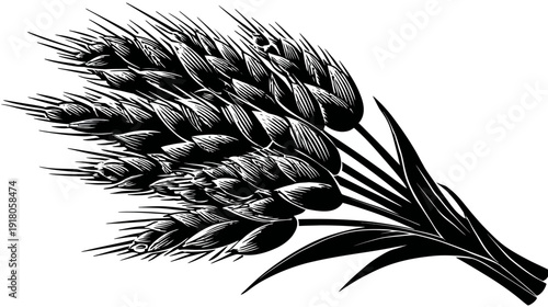 A black and white illustration of wheat stalks bound together. Detailed line art
