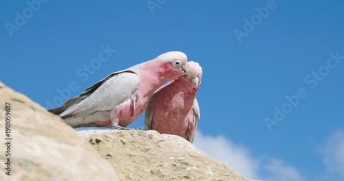 Galah Pink and Grey Cockatoo Australian Birds
