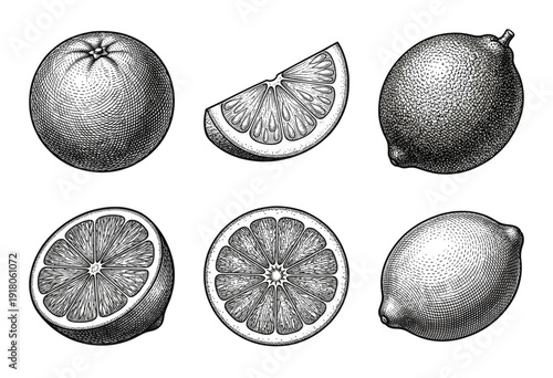 Vintage engraving of citrus fruit collection featuring whole and sliced orange and lemon in a detailed woodcut style illustration.