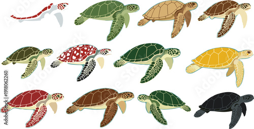Sea turtle illustration set vector isolated on white background