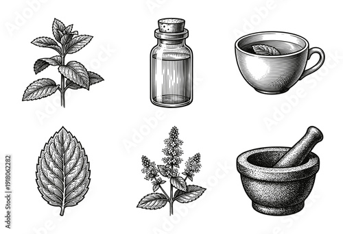 Botanical mint illustration set featuring fresh leaves, flowers, essential oil bottle, herbal tea, and mortar with pestle in vintage woodcut style.
